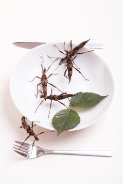 Tabak dolusu restoranda böceklerin