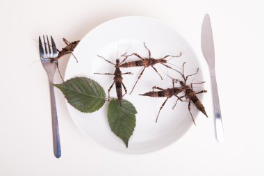 Plate full of insects in restaurant clipart