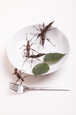 Tabak dolusu yemek için böcek