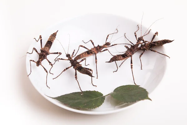 Plate full of insects for eating — Stock Photo, Image