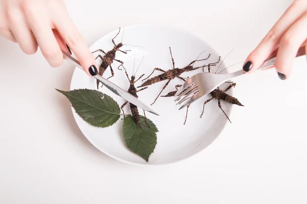 Plate full of insects in the insect to eat restaurant — Stock Photo, Image