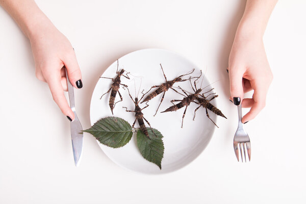 Plate full of insects in insect to eat restaurant