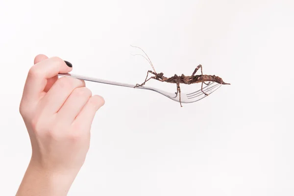 Insect on a fork in a restaurant — Stock Photo, Image