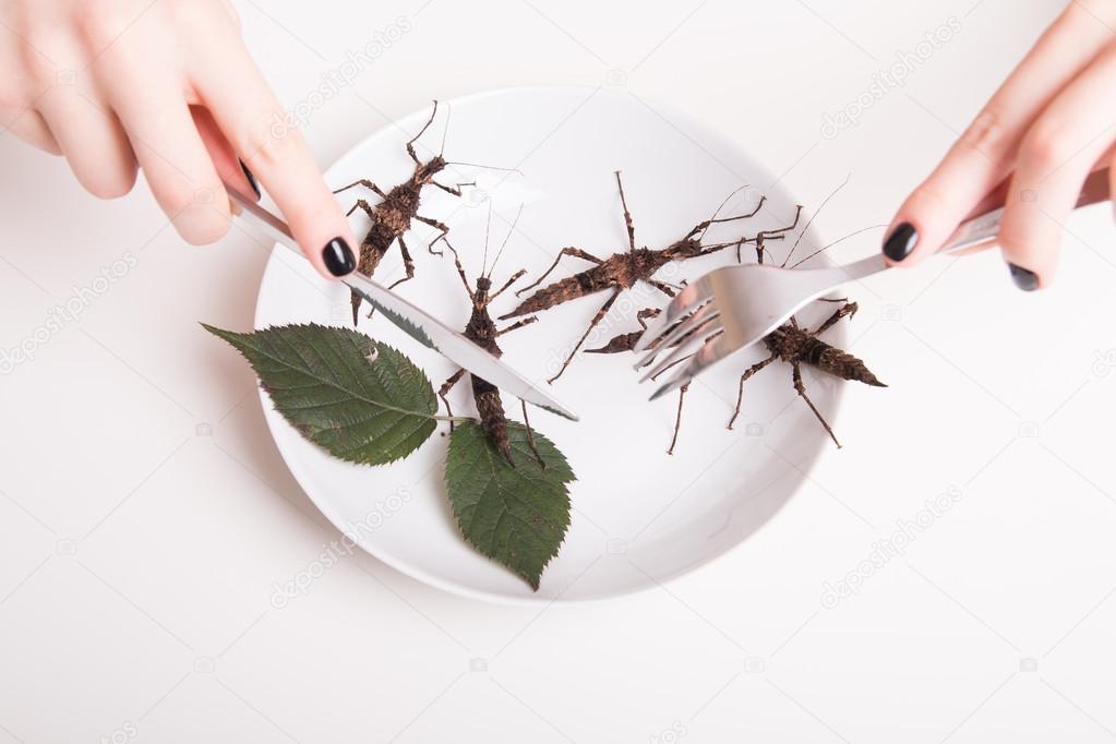 Plate full of insects in the insect to eat restaurant