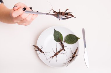 Böcek restoranda yerken 