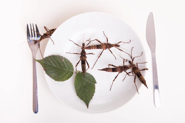 Тарелка, полная насекомых для еды — стоковое фото