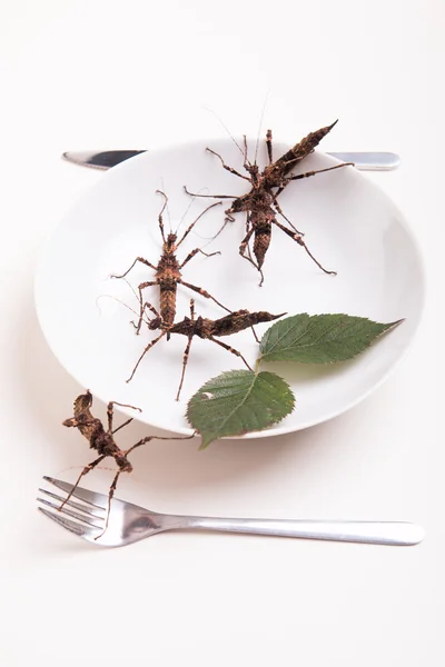 Тарелка, полная насекомых для еды — стоковое фото