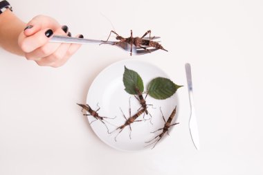 Böcek restoranda yerken 