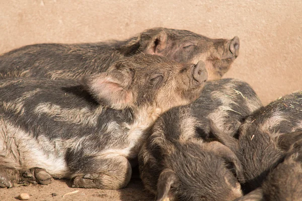 Счастливые свиньи лежат в свинарнике — стоковое фото
