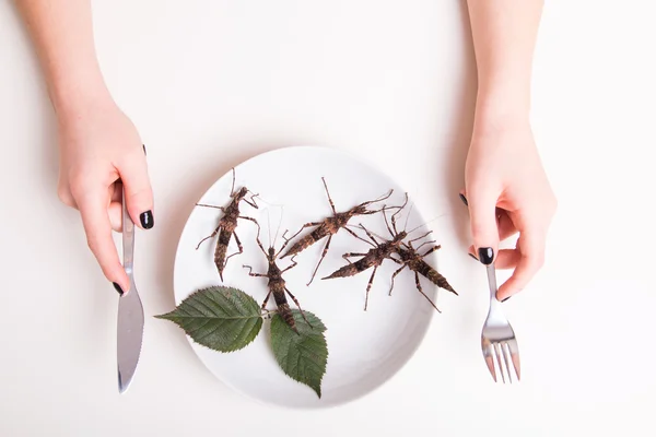 Assiette pleine d'insectes — Photo