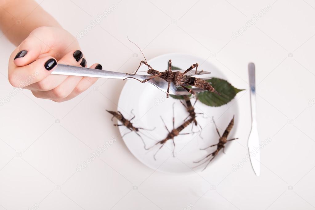 Plate full of insects