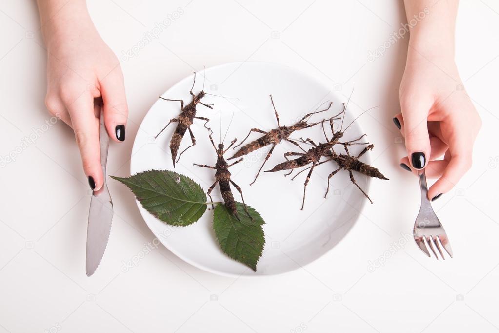 woman hands and insects in plate