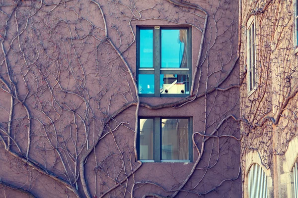 Стена здания и окна, покрытые плющом — стоковое фото