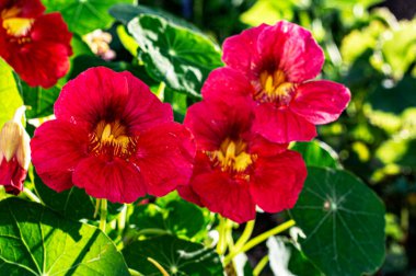 Nasturtium ya da Tropeolum bitkisi bahçede, parlak sarı çiçek