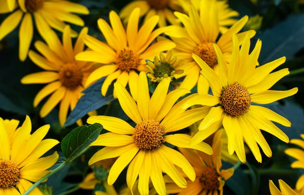 Floral Background Bright Yellow Daisies Natural Background Rudbeckia Garden Yellow — Stock Photo, Image