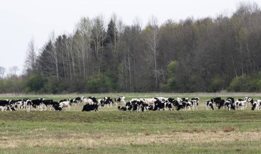 Ormanın arka planında yeşil bir tarlada sığır sürüsü.