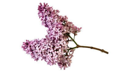 Beyaz arkaplanda yalıtılmış mor leylak dalı.