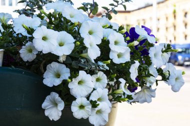 Kafe ya da restoran için saksılarda güzel beyaz petunyalar