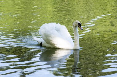 Mavi suyun üzerinde, güneş parlayan güzel, beyaz, sessiz bir kuğu.