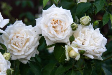 Güzel beyaz güller. Doğal beyaz güller..