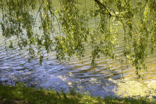 美丽的柳枝挂在水面上 在水面上闪烁着阳光 — 图库照片