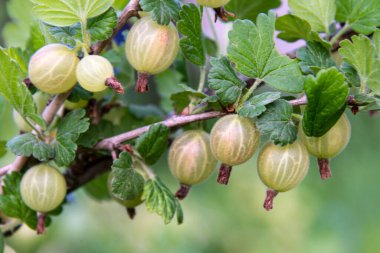 Taze Olgun Bektaşi üzümü, Yeşil Şube Arkaplanlı Yakın plan