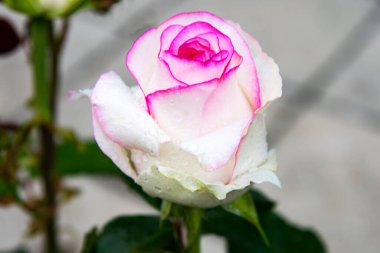 Açık arkaplanda yeşil yapraklı beyaz gül..