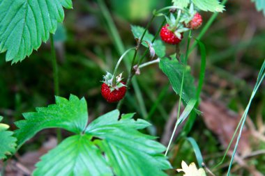 Ormandaki olgun kırmızı çilekler kapanıyor. Doğal ürün.