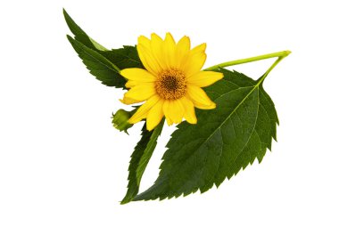 Beyaz arka planda yaprakları olan sarı büyük bir çiçek. Bir kartpostal için hassas çizim