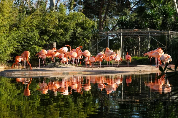 Güneşli bir günde İspanya 'nın Barselona şehrinde yemyeşil bitkilerle çevrili güzel pembe flamingoları olan göl.. 