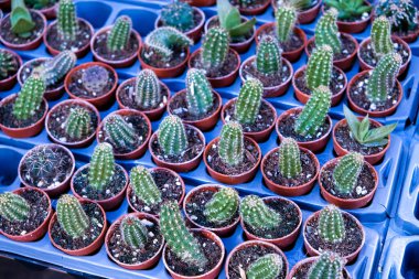  Tencerelerde küçük yeşil kaktüsler. Kaktüslerin seçimi