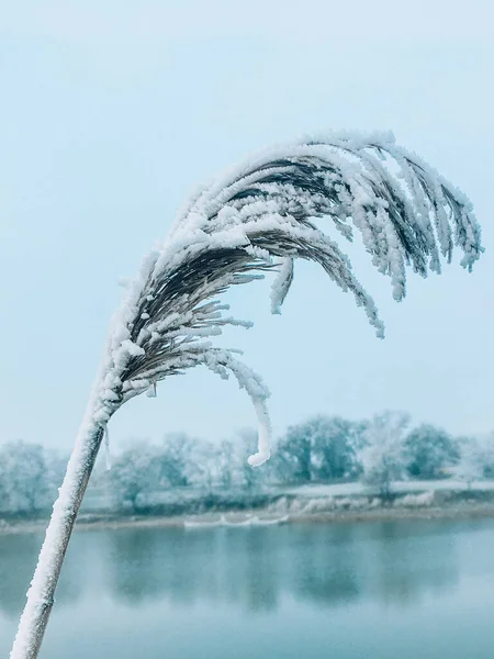 Inverno colorido árvore de gelo fotos de neve fundo — Fotografia de Stock