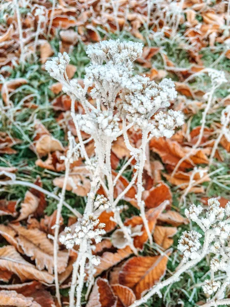 五彩缤纷的冬季冰树雪景背景照片 — 图库照片