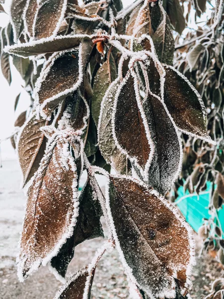 Πολύχρωμο χειμώνα πάγο δέντρο χιόνι φωτογραφίες φόντο — Φωτογραφία Αρχείου