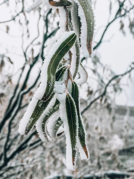 Inverno colorido árvore de gelo fotos de neve fundo — Fotografia de Stock