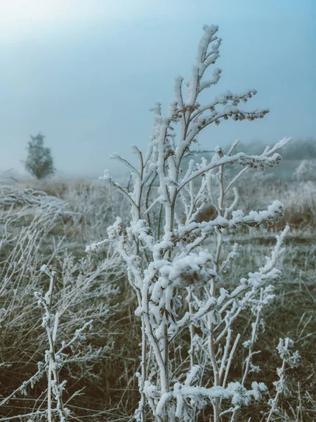 Renkli kış buzağacı kar fotoğrafı arkaplanı — Stok fotoğraf