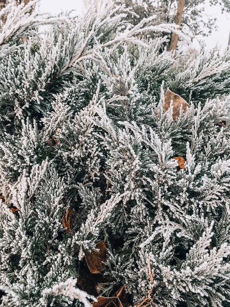 Colorato inverno ghiaccio albero neve foto di sfondo — Foto Stock