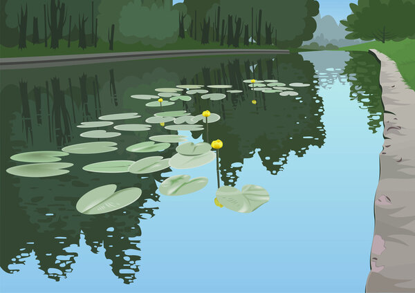 Yellow lilies in a pond.