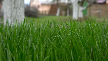 Rüzgar tarafından hareket çimen