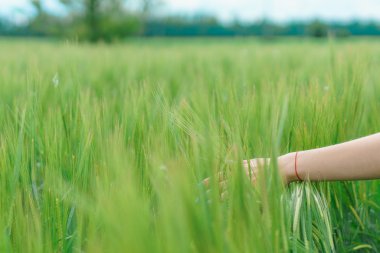 buğday arka plan alanında el