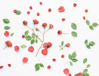 Kırmızı güller ve yeşil yaprak