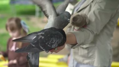 Ellerimle yemek güvercinler