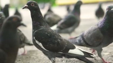 dikkatle izlerken güvercin