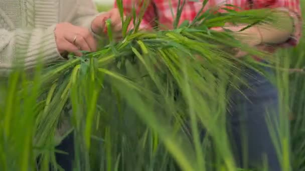 Gros plan sur les mains de jeunes filles tressant une couronne — Video