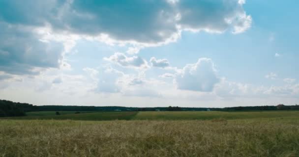 Campo de cebada y cielo azul con nubes en movimiento . — Vídeo de stock