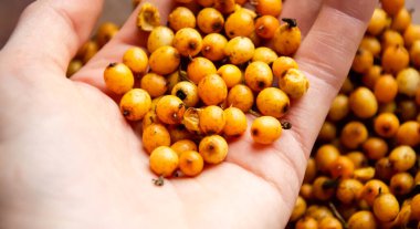 Palmiyelerde deniz karabatağı üzümü. Bulanık böğürtlenlere karşı açık avuçta taze koparılmış deniz dikenleri. Kopya alanı ile bağışıklık desteği konsepti.