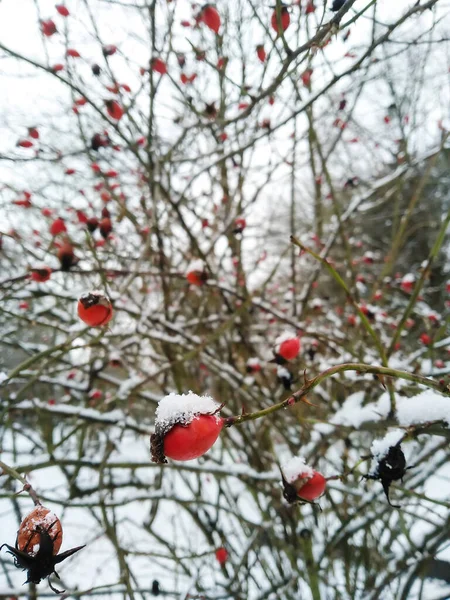 Rosehip bush in the winter garden. Red rosehip berries covered with snow on branches in winter. Beneficial fruits for health. Blurry background bokeh with copy space, closeup with selective focus.