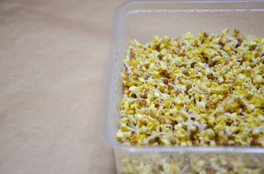 Plastik kabın içindeki ıslak keten hasırın üzerinde turp mikroyeşil tohumları filizlendiriyor. Evde mikroçim yetiştirme seti. Kendiniz yapın. Seçici odaklanma. Ev bahçesi konsepti. Adım adım talimatlar. Üçüncü gün. 9. adım.