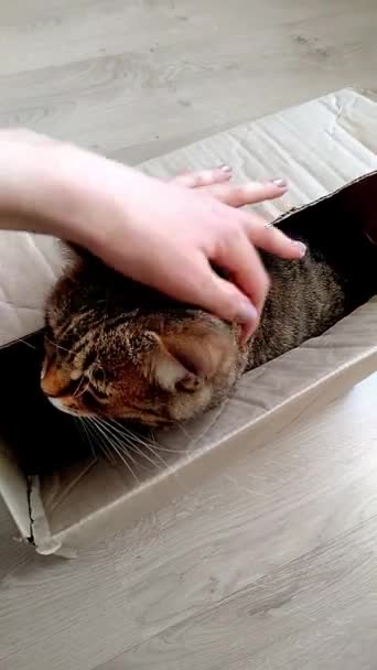 Hona Hand Petting Tabby Katt Förs Från Djurskydd Pappkartong Katt — Stockvideo