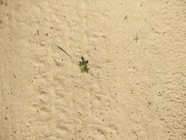Kumlu yüzeyde lastik izleri var. Yeşil çimenler kumda yetişir. Sandy Birch Gölü. Güneşli bir gün. Plaj tatili Off-road kavramı.